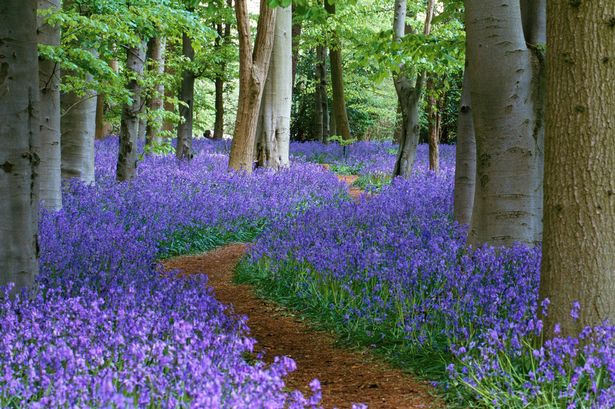 bluebells