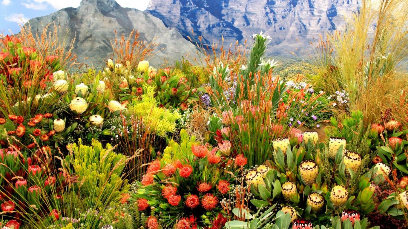 mountain-cape-spring-flowers-fields-grass-town-proteas-mountains-fynbos-plants-south-africa-desktop-wallpaper-hd-1366x768